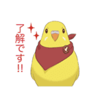 インコカラーズスタンプ（個別スタンプ：1）