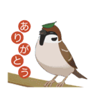 インコカラーズスタンプ（個別スタンプ：5）