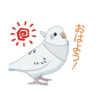 インコカラーズスタンプ（個別スタンプ：9）