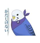 インコカラーズスタンプ（個別スタンプ：15）