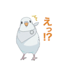 インコカラーズスタンプ（個別スタンプ：16）