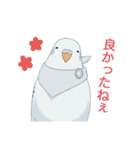 インコカラーズスタンプ（個別スタンプ：18）