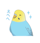 インコカラーズスタンプ（個別スタンプ：24）