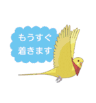 インコカラーズスタンプ（個別スタンプ：30）