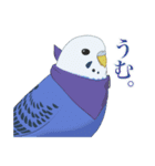 インコカラーズスタンプ（個別スタンプ：33）