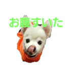 よんよんの日常（個別スタンプ：2）