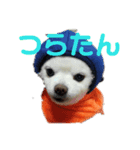 よんよんの日常（個別スタンプ：5）