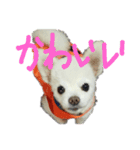 よんよんの日常（個別スタンプ：10）