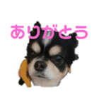 まろきゅ（個別スタンプ：1）