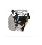まろきゅ（個別スタンプ：2）