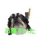 まろきゅ（個別スタンプ：3）