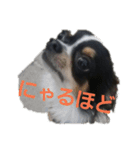 まろきゅ（個別スタンプ：5）