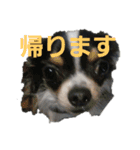 まろきゅ（個別スタンプ：10）