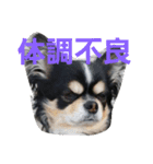まろきゅ（個別スタンプ：14）