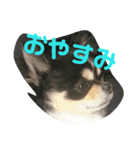 まろきゅ（個別スタンプ：16）