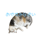 猫と木（個別スタンプ：7）