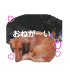 ダックスフンドの柚子とたまにまりも（個別スタンプ：2）