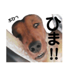 ダックスフンドの柚子とたまにまりも（個別スタンプ：19）
