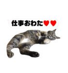 ☆ねこのちゃあスタンプ☆（個別スタンプ：9）