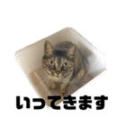 ☆ねこのちゃあスタンプ☆（個別スタンプ：14）