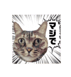 ☆ねこのちゃあスタンプ☆（個別スタンプ：20）