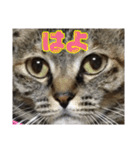 ☆ねこのちゃあスタンプ☆（個別スタンプ：28）