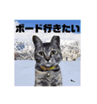 ☆ねこのちゃあスタンプ☆（個別スタンプ：30）
