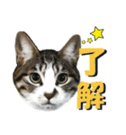 猫のセラちゃん(日常会話編)（個別スタンプ：3）