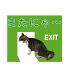 猫のセラちゃん(日常会話編)（個別スタンプ：22）