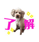 小泉兄妹のすたんぷ2（個別スタンプ：11）