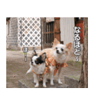 梅ちゃん＊鞠ちゃん（個別スタンプ：17）