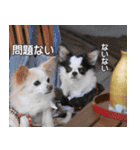 梅ちゃん＊鞠ちゃん（個別スタンプ：25）