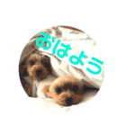 我が家の三姉妹ヨーキー・mana ＆mano（個別スタンプ：1）