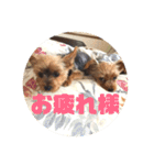 我が家の三姉妹ヨーキー・mana ＆mano（個別スタンプ：3）