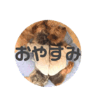 我が家の三姉妹ヨーキー・mana ＆mano（個別スタンプ：4）
