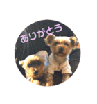 我が家の三姉妹ヨーキー・mana ＆mano（個別スタンプ：5）