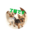 我が家の三姉妹ヨーキー・mana ＆mano（個別スタンプ：9）