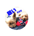 我が家の三姉妹ヨーキー・mana ＆mano（個別スタンプ：11）