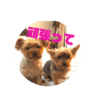 我が家の三姉妹ヨーキー・mana ＆mano（個別スタンプ：12）