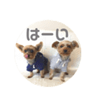 我が家の三姉妹ヨーキー・mana ＆mano（個別スタンプ：18）