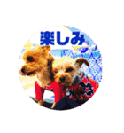 我が家の三姉妹ヨーキー・mana ＆mano（個別スタンプ：19）