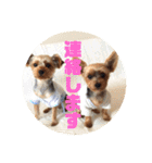 我が家の三姉妹ヨーキー・mana ＆mano（個別スタンプ：20）