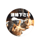 我が家の三姉妹ヨーキー・mana ＆mano（個別スタンプ：21）