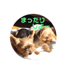 我が家の三姉妹ヨーキー・mana ＆mano（個別スタンプ：24）