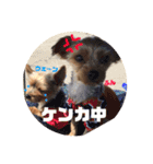 我が家の三姉妹ヨーキー・mana ＆mano（個別スタンプ：26）