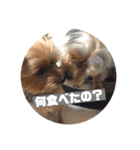 我が家の三姉妹ヨーキー・mana ＆mano（個別スタンプ：27）