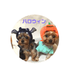 我が家の三姉妹ヨーキー・mana ＆mano（個別スタンプ：30）