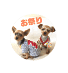 我が家の三姉妹ヨーキー・mana ＆mano（個別スタンプ：31）