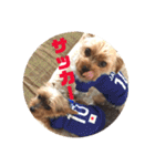 我が家の三姉妹ヨーキー・mana ＆mano（個別スタンプ：32）