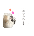 うさぎのみるきーとまんま（個別スタンプ：15）